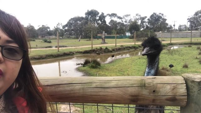 The Australian Emu смотреть онлайн