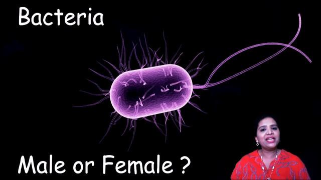 Asexual Reproduction (Part-1) | Reproduction in Organisms (NCERT Class 12 Biology) смотреть онлайн