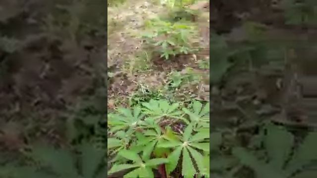 PAANO MAGTANIM NG KAMOTENG KAHOY ALAMIN смотреть онлайн