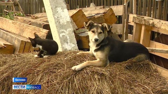 "Линда, живи": горняк компании АО "Стройсервис" сделал мобильный протез для брошенной собаки смотреть онлайн