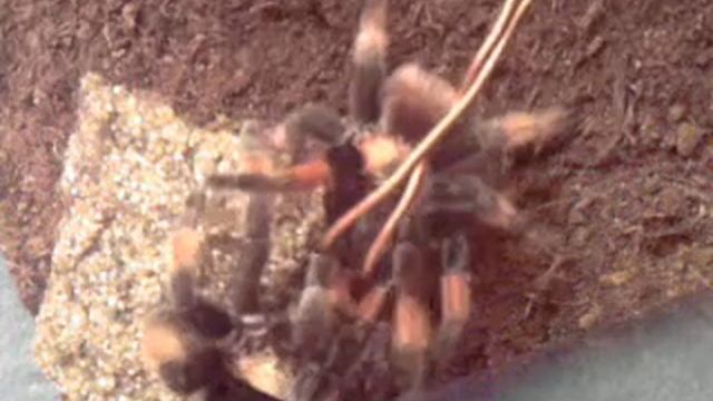 Brachypelma Emilia párzás 2011.10.14.3gp смотреть онлайн
