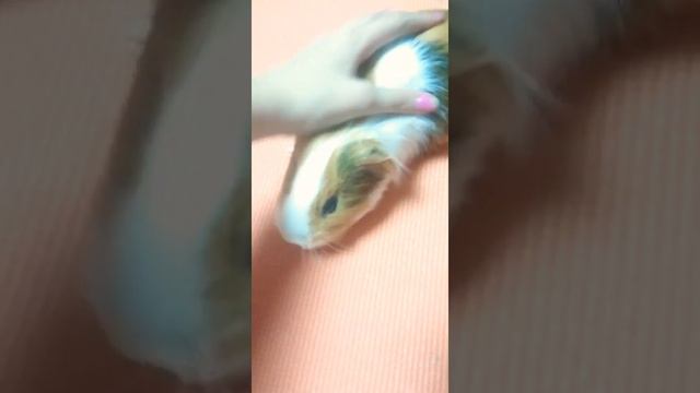 Показываю как живёт морская свинка Буся!!! смотреть онлайн