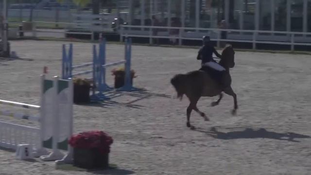 DAMIGO Z - Marjorie Glasgow - Bronze 1 - Valencia (01.11.2014) смотреть онлайн