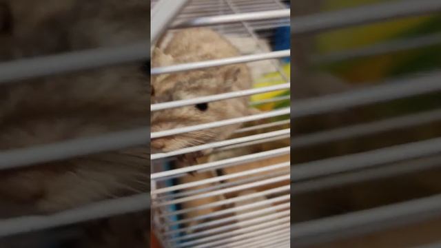 Кошки-мышки смотреть онлайн