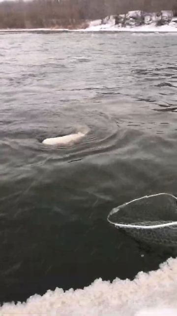 ЗимнийСом#сом#сом50кгзимой#людоедсом# смотреть онлайн