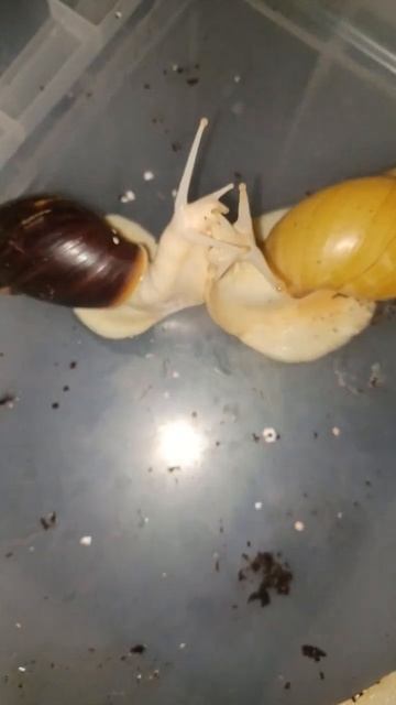 African giant snails Acathina Fulica loving! ❤️ ❤️ ❤️ смотреть онлайн