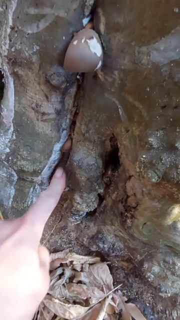 Чудо-дерево год спустя!