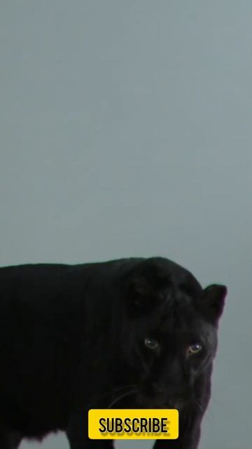 pork lion, black panther, lion animal, lion attack, #shorts смотреть онлайн