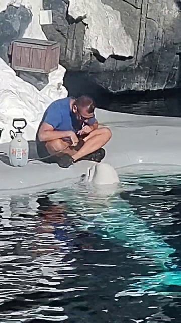 Brushing Beluga смотреть онлайн