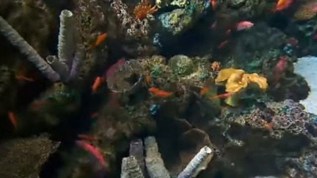 fish 187 смотреть онлайн