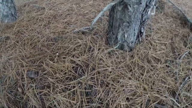 Грибной Декабрь смотреть онлайн