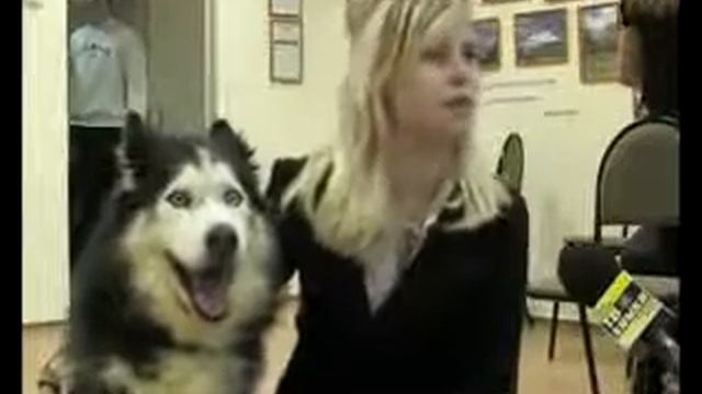 Позитив. Прикол. Ржака. FUN. Орр :D смотреть онлайн