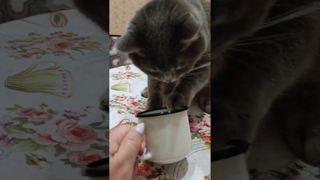 Проделки Дымки смотреть онлайн