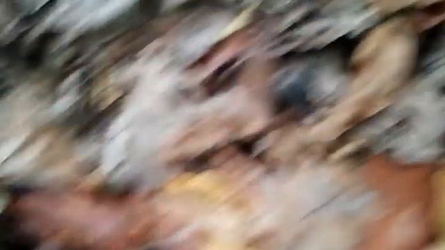 video 2012 11 17грибы смотреть онлайн
