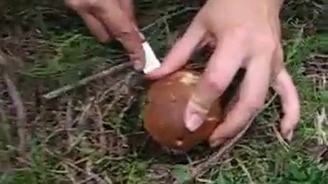 девушка и гриб