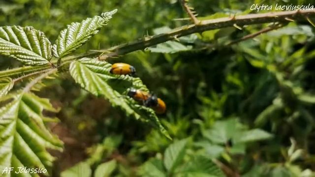 Clytra laeviuscula смотреть онлайн