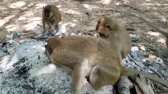 OMG! Baby monkey falls down from the high tree and Dangerous baby monkey. смотреть онлайн
