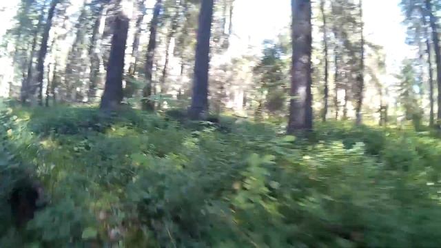 Охота на грибы! смотреть онлайн