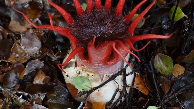 TOP 5 STRANGEST PLANTS On Earth! смотреть онлайн