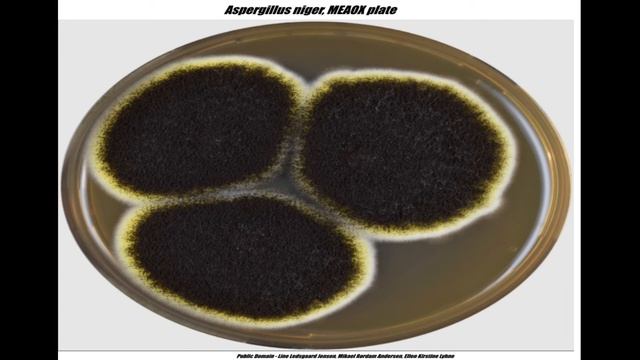 Aspergillus niger смотреть онлайн