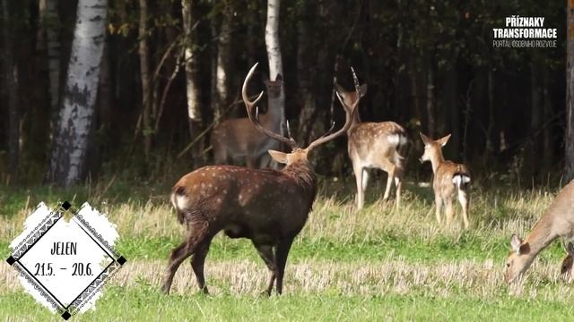 INDIÁNSKÝ HOROSKOP - TOTEMOVÉ ZVÍŘE pro osobní a duchovní rozvoj | Příznaky transformace sebepoznán смотреть онлайн