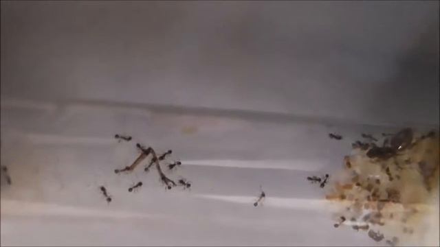 Pheidole pallidula смотреть онлайн