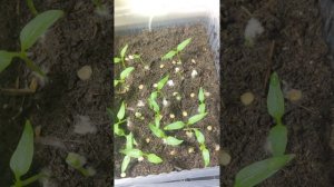 ТРИХОДЕРМА+БОВЕРИЯ проращивание семян #семенаперца    #сеем #биопрепараты #smule #цветы