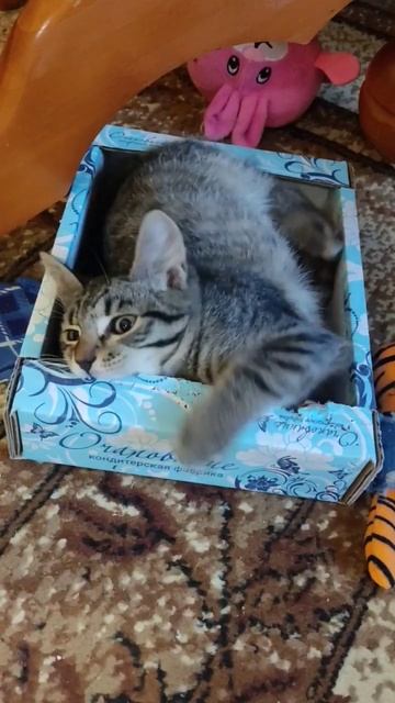 Очарование) смотреть онлайн