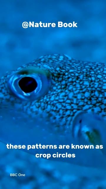 Male Pufferfish - Interesting Facts #shorts смотреть онлайн