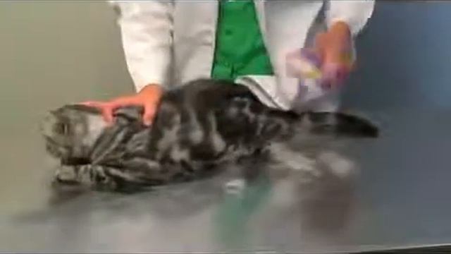 фурминатор для животных фиолетовый смотреть онлайн