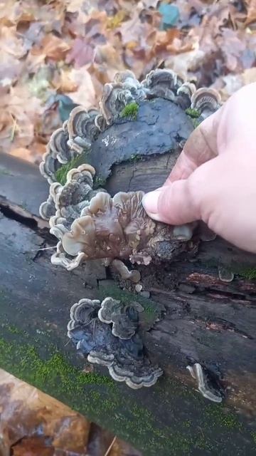 ❗Грибы - аурикулярия извилистая❗ #shortsvideo #shortvideo #nature #video #природа #funny #fun #лес