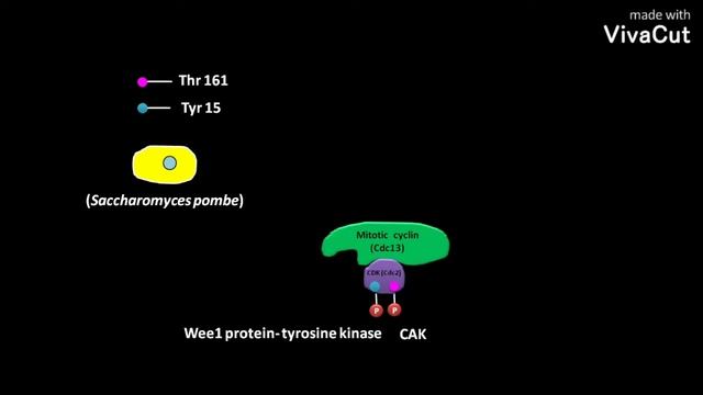 Regulation of kinase activity of Saccharomyces pombe MPF смотреть онлайн