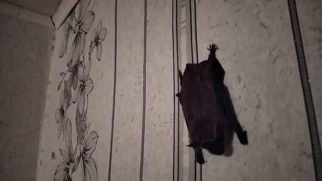 Летучая мышь в доме. смотреть онлайн