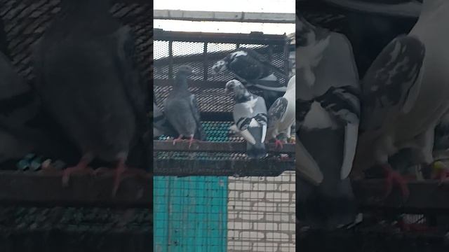 Спортивные голуби Донецк смотреть онлайн
