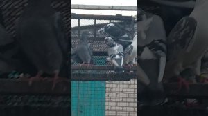 Спортивные голуби Донецк