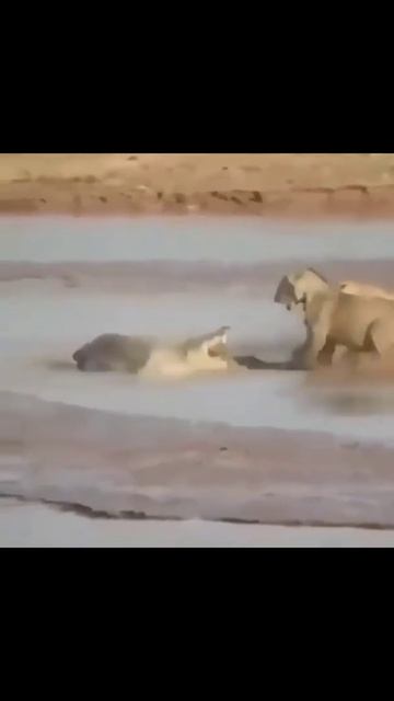 Lion King VS Crocodile #shorts #viral #trending #youtube #animals #crocodile #lion #usa #vietnam смотреть онлайн