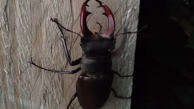Stag Beetle climbing fence смотреть онлайн