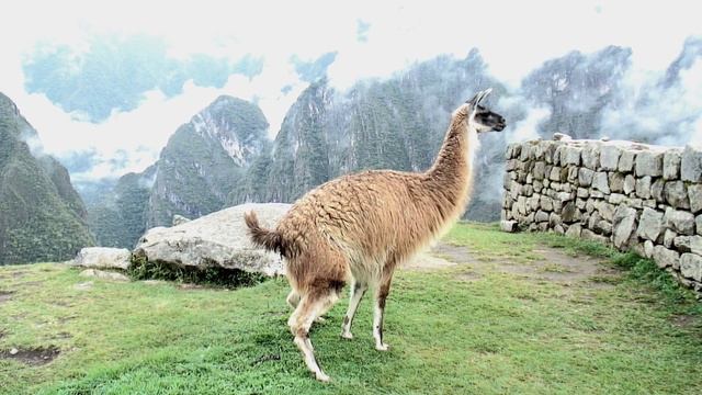 MACHOO PICCHU LLAMA POO смотреть онлайн