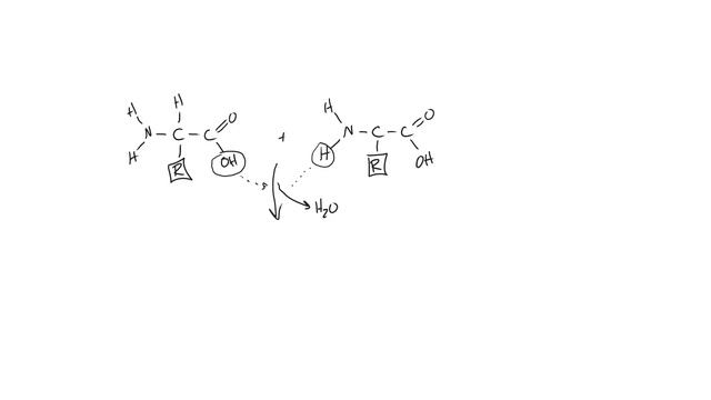Drawing Formation of a Peptide Bond смотреть онлайн