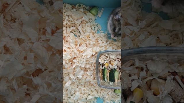 хомяк без дом смотреть онлайн