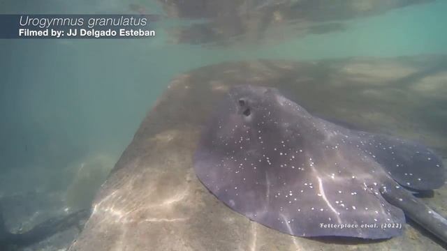 Evidence of sound production in stingrays смотреть онлайн
