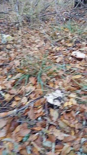 грибы рядовка смотреть онлайн