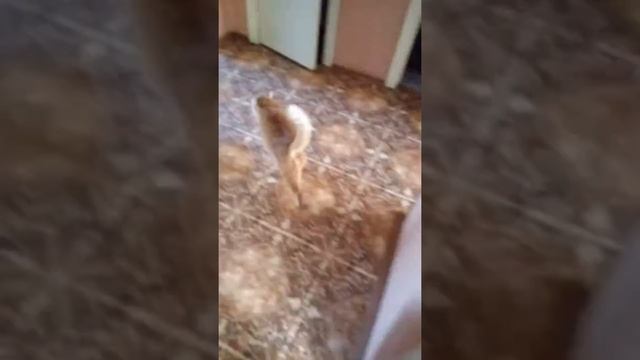 Кайф рыжего кота и прокол с котом. смотреть онлайн