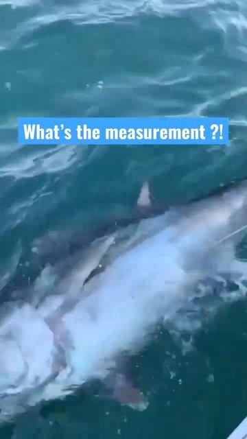 We caught the BIGGEST BLUEFIN EVER !! (Wiked tuna size !!) смотреть онлайн