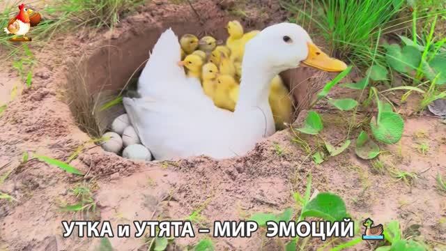 Утка и Утята – мир нежных эмоций 🦆🤗❣️часть (1) смотреть онлайн