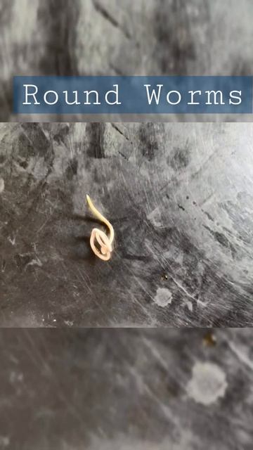 Round worm in Puppy 🐶🦮🐕🐕. #dog #puppy #canine #roundworm #worms #dewormingofpuppies смотреть онлайн