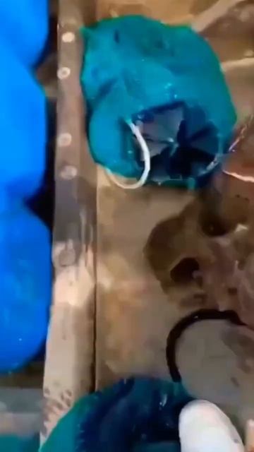 Dangerous Monk Fish#shortsvideo #lifestyle #trending смотреть онлайн