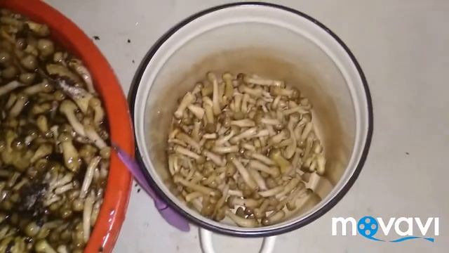 Влог: ГРИБЫ!!!!! Что делать?....