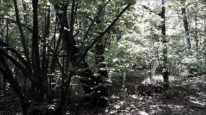 Бутовский лесопарк