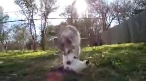 "Воспитанные волками" 2020 год . все сезоны